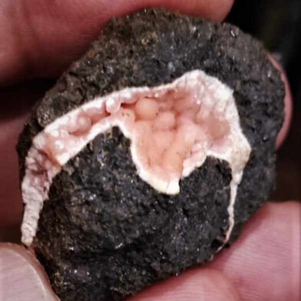 Unique very rare pink Rhodochrosite Pseudomorphose by the Shell !!!