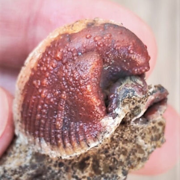 Unique very rare pink Rhodochrosite full Pseudomorphose by the Shell !!!