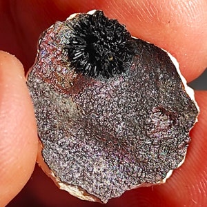 May include: A small, iridescent, dark gray rock with a black, spiky, mineral cluster on top.