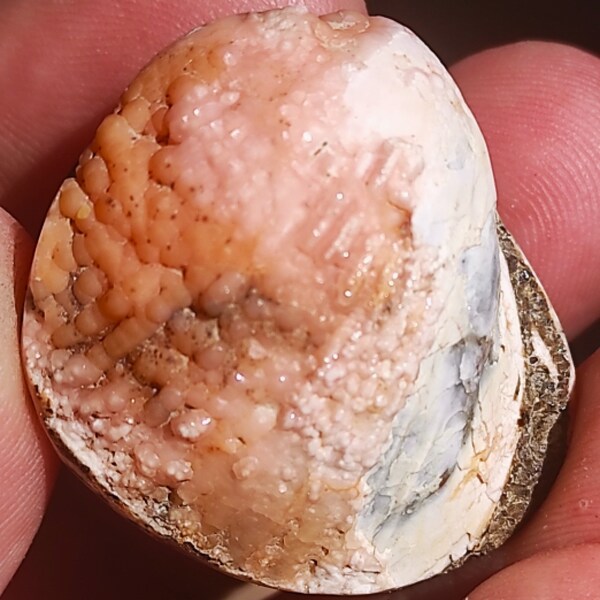 Amazing Rare Full Pink Rhodochrosite Pseudomorphose after Bivalve Shell!