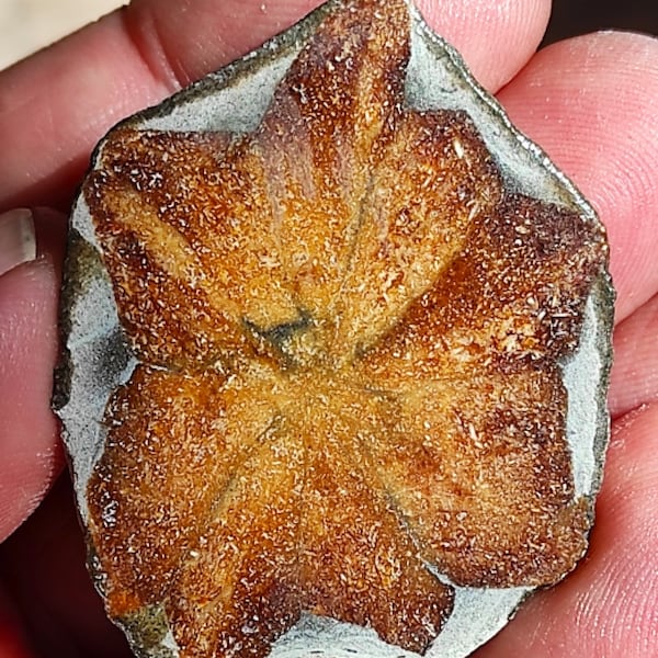 Polished Glendonite(Ikaite Pseudomorphose after Calcite crystals). 40*39*15mm Crystal Mineral Kola, Russia!