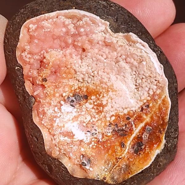 Amazing Rare Full Pink Rhodochrosite Pseudomorphose after Bivalve Shell!