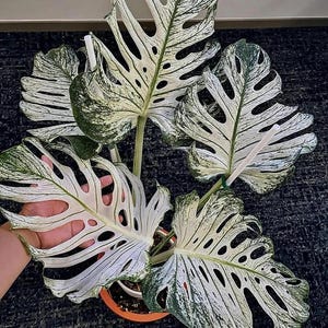 超貴重モンステラ デリシオーサ　デビル　モンスター 超貴重モンステラ デリシオーサ デビル モンスター 超貴重モンステラ