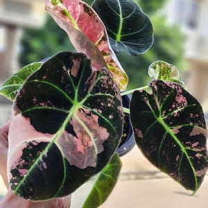 Alocasia black velvet pink variegated - Etsy 日本