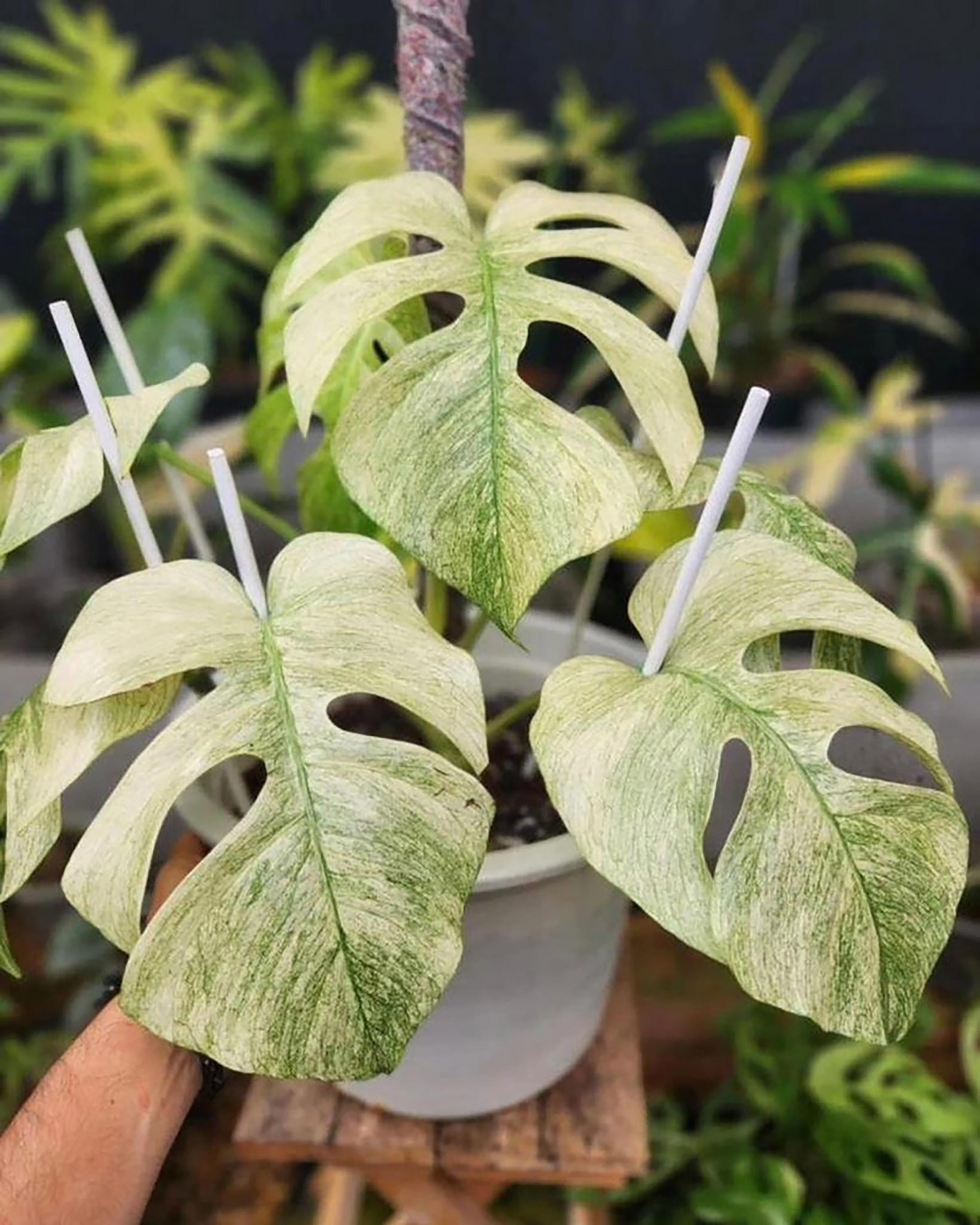 【希少】Monstera Borsigiana Mint il_340x270.6707301232_aihb.jpg