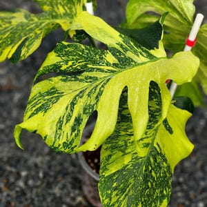 極上 モンステラ electro light A Monsteraエレクトロライトの写真、よく見るよね。タイコンステ