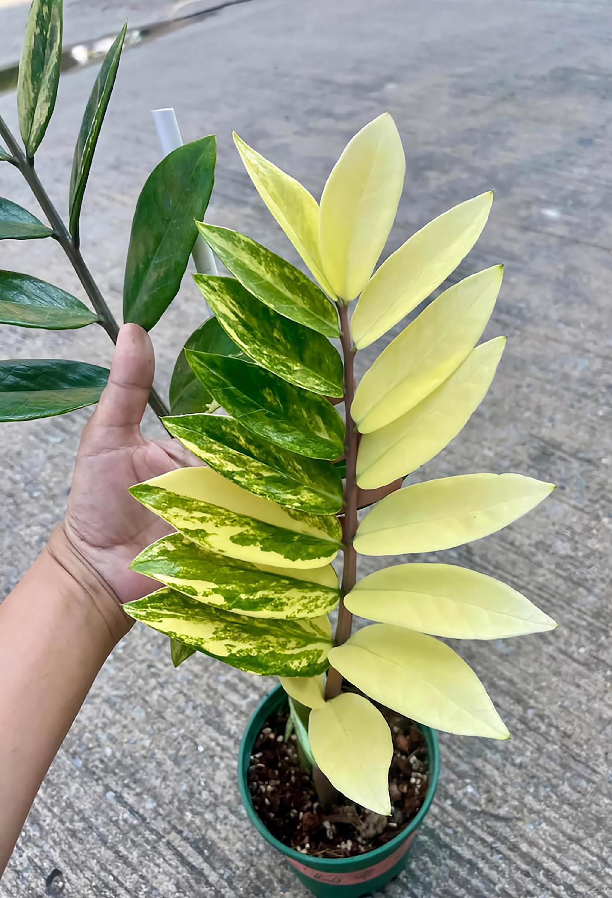 植物 - Etsy 日本