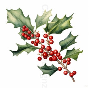10 Watercolor Christmas Holly, High Quality Clipart Bundle, Commercial Use, 300 Dpi PNGs/SVGs/JPGs, Digital Download, Holly Branches