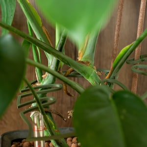 Monstera ranken - Etsy.de