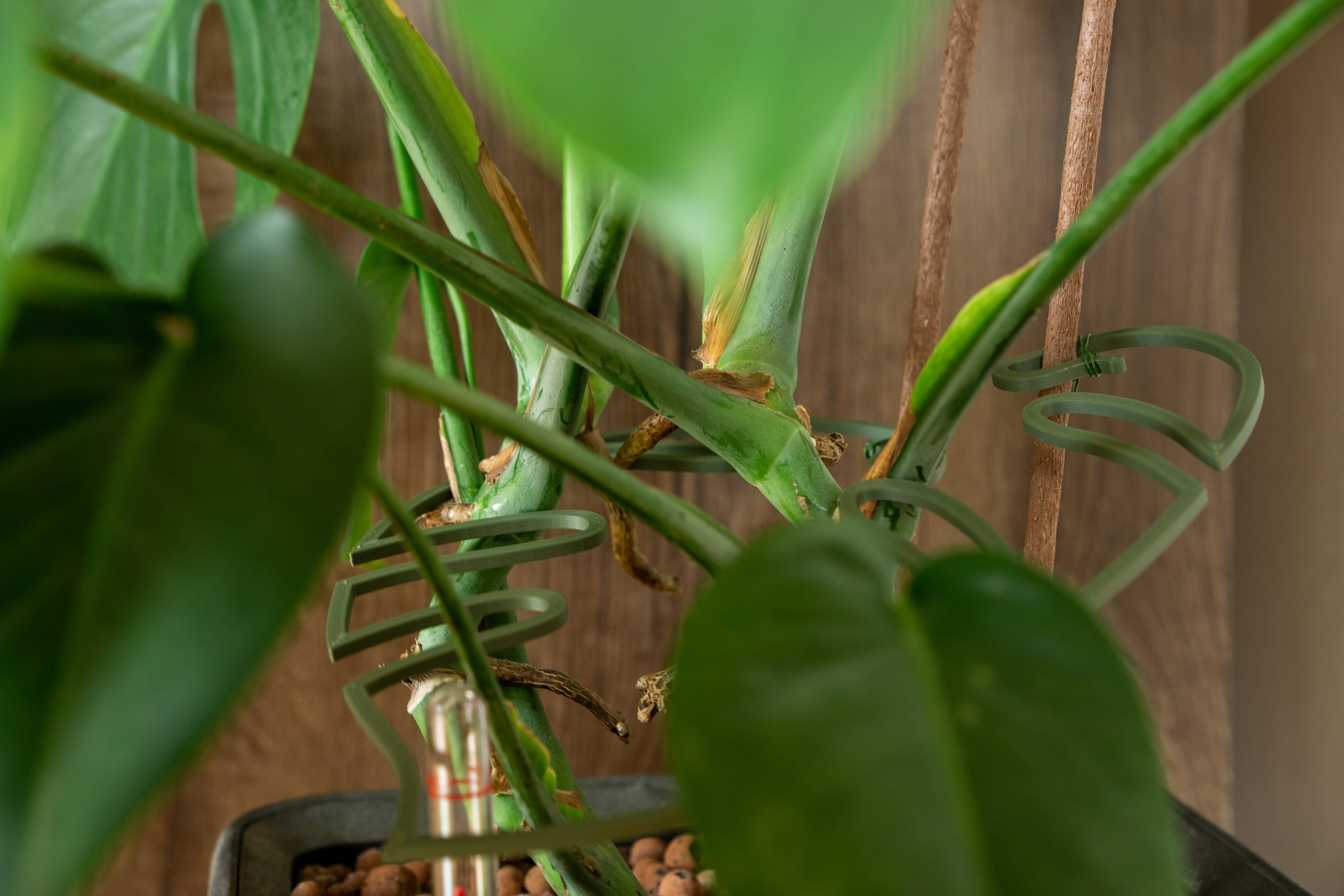 philodendron white splash Philodendron hederaceum 'Cream Splash' main image 1