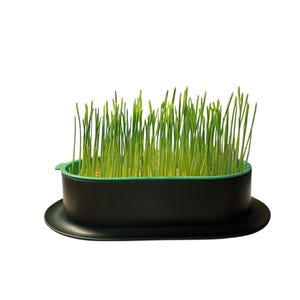 2 contenitori per erba gatta con semi biologici (100 g, 500 g) o ricarica sfusa (900 g)