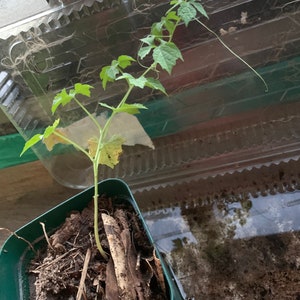Bitter melon ( Momordia charantia)