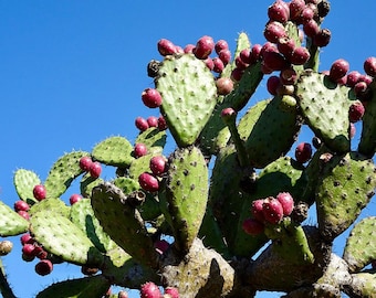 Opentia cactus( opuntia ficus-indica