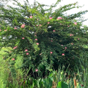Pink Powder Puff tree (Calliandra surinamensis) Grows as a bush 15’ to 20’)