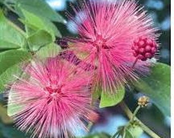 Pink Powder Puff tree (Calliandra emarginsta)