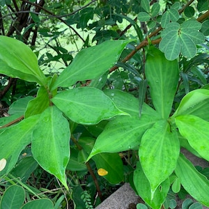 Insulin plant (costus igneus)       Rhizome and a growing bud. 3”Plant if available in stock.