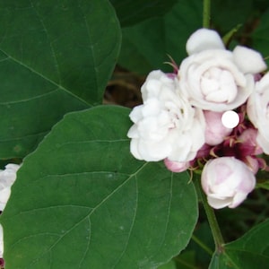 May include: A cluster of white, multi-petaled flowers with a soft pink tint at the base of the buds, surrounded by large, smooth, dark green leaves. The blossoms appear dense and layered, with small white circular markings visible on the petals.