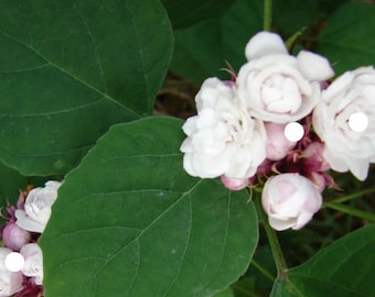 Mysore Malli (Clerodendrum chinese).No shipping to CA.                           This plant leaves will wilt in shipping but will survive.