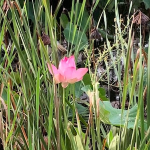 Pink Lotus runner Not Tuber.