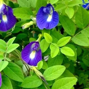 Blue Butterfly pea Sangu pooRooted 6 vine. image 1