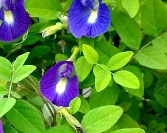 Blue Butterfly pea SEEDS (Sangu poo) Free shipping