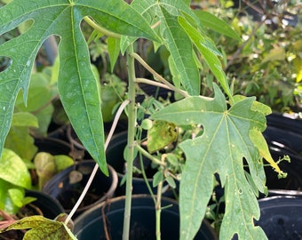 Papaya seedlings