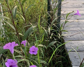 Purple Showers (Ruellia brittoniana)