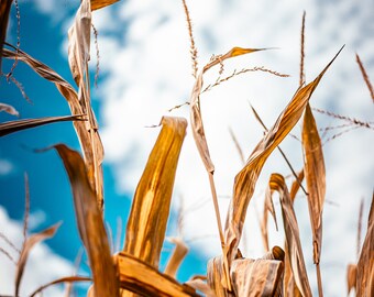 Corn and Clouds