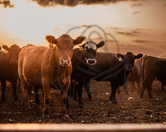 Cattle at sunset