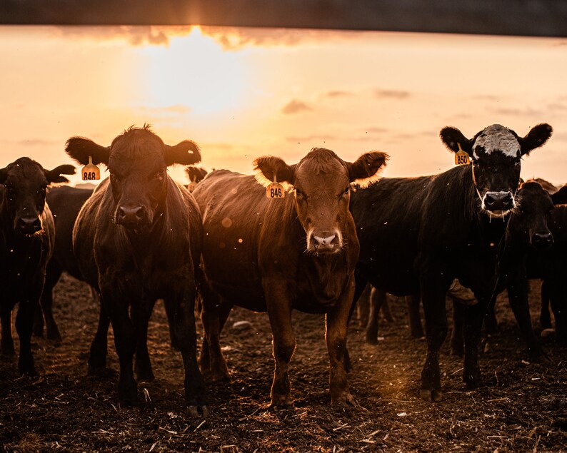 May include: Several cows in a field at sunset. The cattle are a mix of brown and black, each with a yellow ear tag. The sky is a warm blend of orange and yellow hues, creating a serene rural scene.