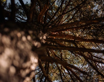 Tree Canopy, Branches,