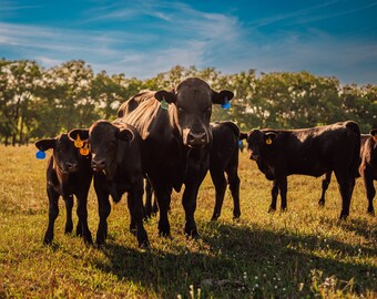 Cattle, calves, blue sky, farming, farmland