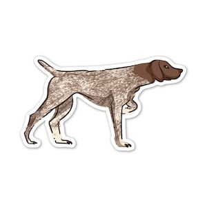 May include: A brown and white German Shorthaired Pointer dog standing on a white background. The dog is looking to the right of the image.