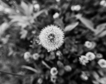 Black & White Dandelion Photography