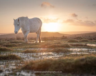 Dartmoor Sumpf