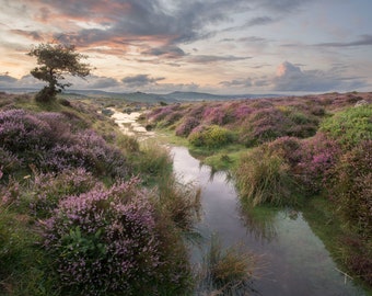 Moorland Mire