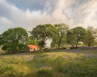 Emswürdig, Dartmoor
