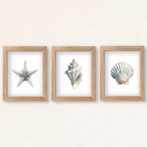 May include: Three rectangular light wood frames containing white prints of marine life. The left frame features a five-pointed starfish, the center frame displays a spiral conch shell, and the right frame shows a fan-shaped scallop shell.