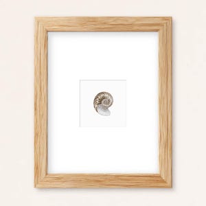 May include: A light-colored wooden frame containing a white mat board with a centered, small, detailed illustration of a spiral nautilus shell. The shell features natural tan and brown tones with a distinct, coiled, chambered structure.