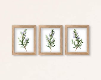 Rosmarin Aquarell Print Set: Minimalistische Kräuter Küchenkunst (Digitaler Download)