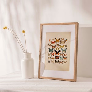 Step into a world of enchantment with this captivating vintage-inspired butterfly watercolor print. It pays homage to the delicate and diverse beauty of antique butterflies and moths, rendered in an array of vivid colors that evoke a sense of wonder.