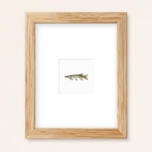 Tiny Muskellunge Watercolor Print: Freshwater Trophy Fish Cabin Decor (Fine Art Or Framed)
