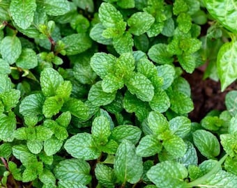 Organic Dried Peppermint Leaves – Refreshing Herbal Loose Leaf Tea, Caffeine-Free & Naturally Minty