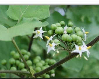 Sussumber fruit / turkey berry / Thai eggplant