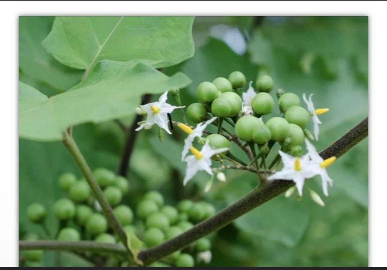 Sussumber leaves / turkey berry leaves