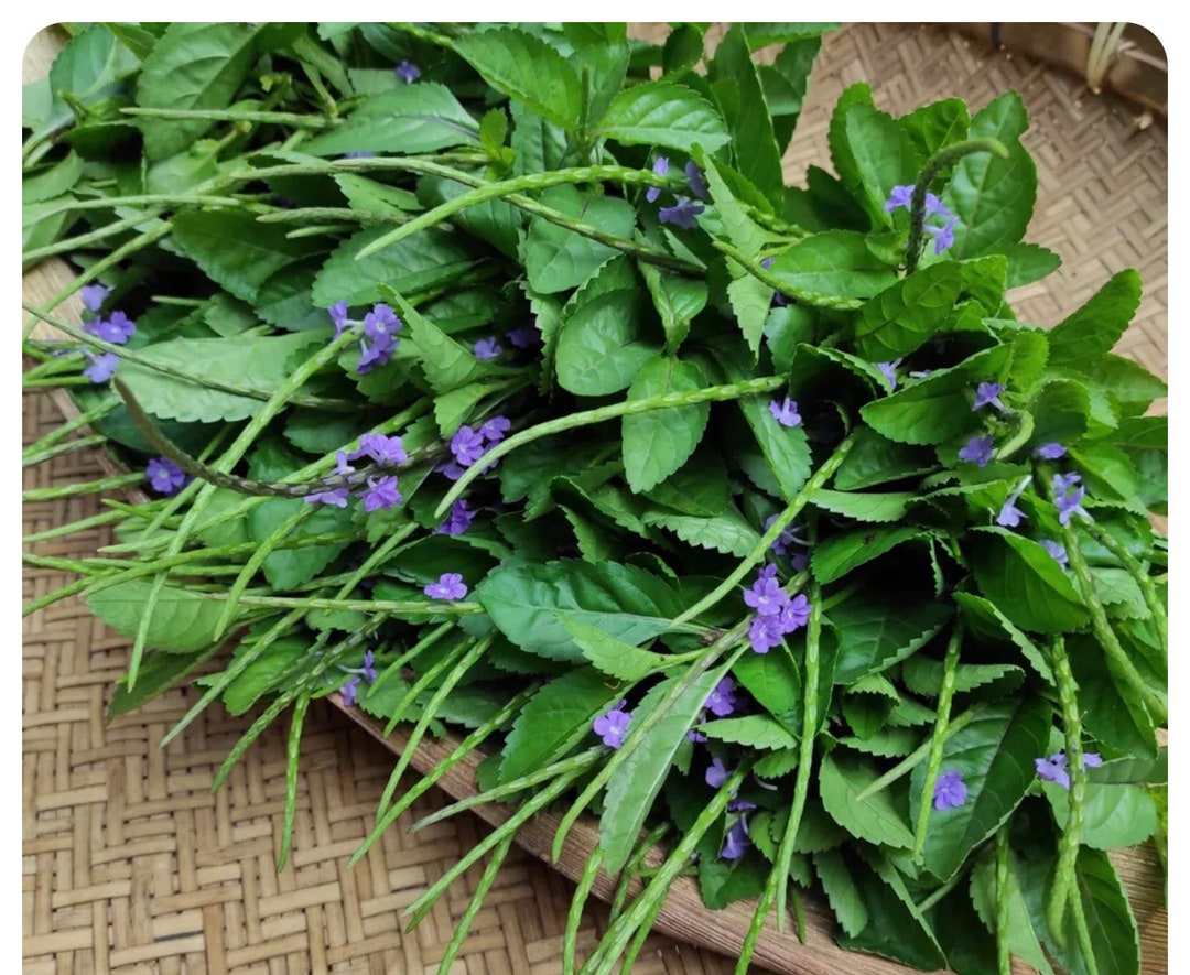 Vervain Tea Leaves / Vervine or Verbena, Jamaican Blue Vervain Etsy