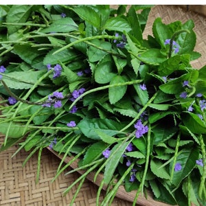 Vervain tea leaves / vervine or verbena, Jamaican blue vervain