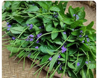 Vervain tea leaves / vervine or verbena, Jamaican blue vervain