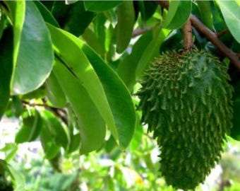 Polvere estratto di guanabana (graviola