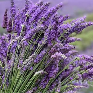 Organic Dried Lavender Flowers | Fragrant, Culinary-Grade Lavender Buds for Crafts, Tea & Home Decor